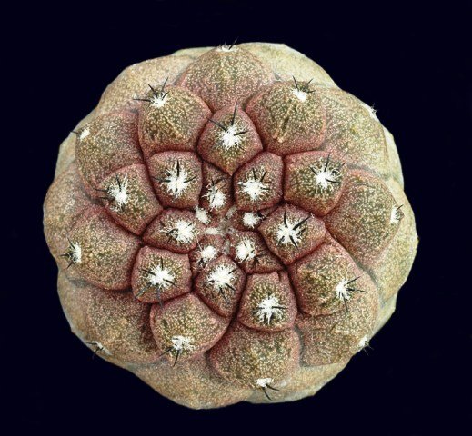 Copiapoa_hypogaea_skin_leza